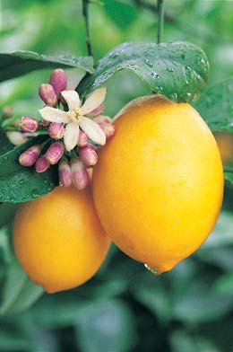Limonun Besin Değeri ve Faydaları Nelerdir?