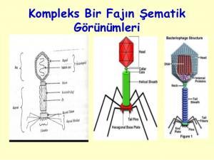 Bakteriyofajlar