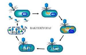 Bakteriyofajlar