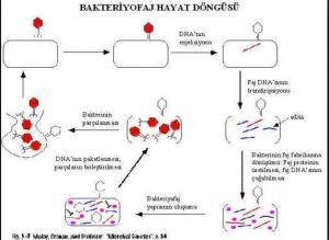 Bakteriyofajlar