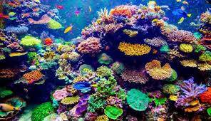 Mercan Resiflerinin Önemi