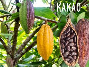 Kakao Ağacı ve Kakaonun Faydaları