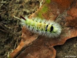 Tussock Güve Tırtılları ve Türleri