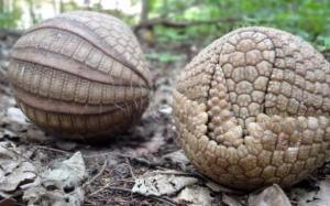 Armadillo Hayvanı Hakkında Bilinmesi Gerekenler