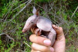 Armadillo Hayvanı Hakkında Bilinmesi Gerekenler