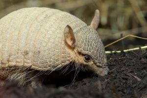 Armadillo Hayvanı Hakkında Bilinmesi Gerekenler