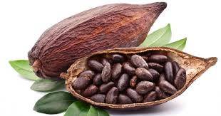 En Çok Kakao Üreten 10 Ülke