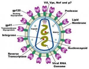 İnsan Bağışıklık Yetmezlik Virüsü (HIV)