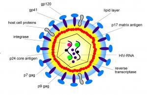 HIV Virüsünün Kökeni