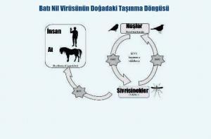 Batı Nil Virüsü