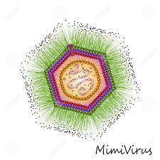 Mimivirüs Nedir?
