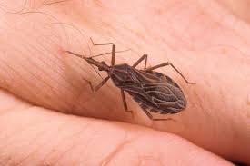 Öpüşme Böcekleri ve Bu Böceklerin Chagas Hastalığı Bulaştırma Riski