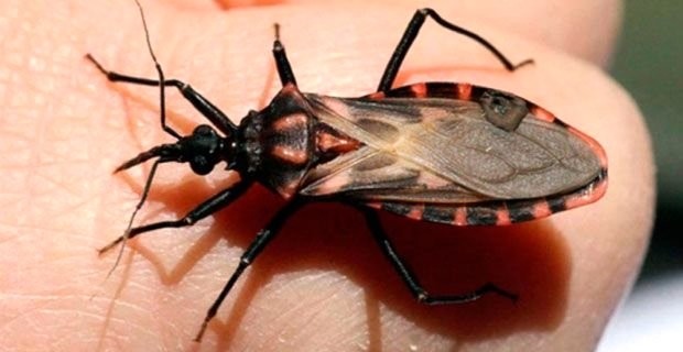 Öpüşme Böcekleri ve Bu Böceklerin Chagas Hastalığı Bulaştırma Riski