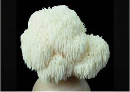 Aslan Yelesi (Lion's Mane) Mantarının Faydaları Nelerdir?
