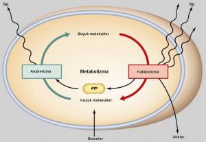 Katabolizma ve Anabolizma Nedir?