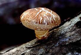 Shiitake (Şitaki) Mantarı ve Faydaları