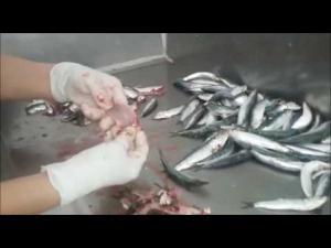Hamsi ve Sardalyenin Farkları, Sağlığa Faydaları ve Tüketim Şekilleri
