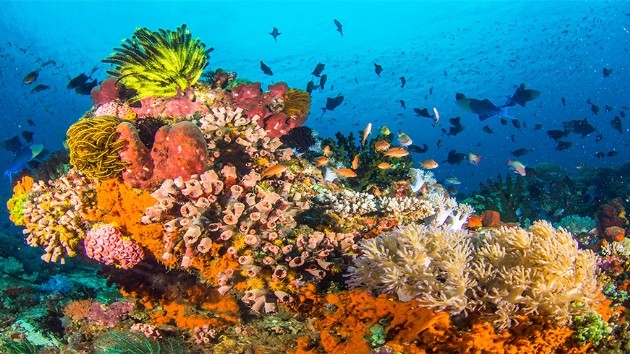 Okyanus Hakkında Bilinmesi Gereken Yedi Gerçek
