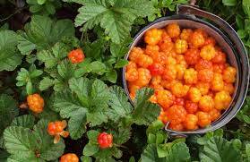 Cloudberry Meyvesi ve Sağlığa Faydaları