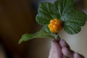 Cloudberry Meyvesi ve Sağlığa Faydaları