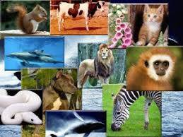 Hayvanların 8 Ortak Özelliği