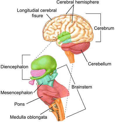 Merkezi Sinir Sisteminin Yapısı, İşlevi ve İlişkili Hastalıklar