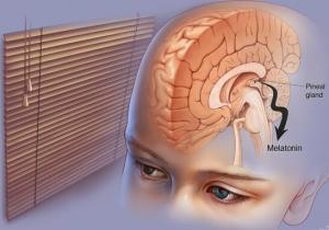 Melatonin Hormonu ve Takviyelerinin İnanılmaz Faydaları