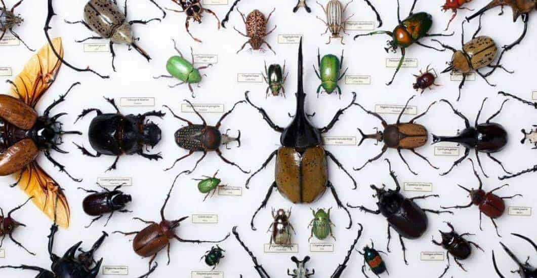 Böceklerin Dünyayı Şekillendirdiğinin 10 Kanıtı