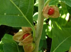 Ashwagandha Nedir, Faydaları Nelerdir?