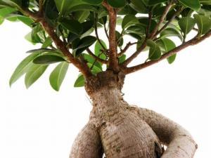 Ashwagandha Nedir, Faydaları Nelerdir?