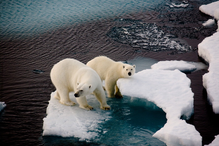 Dünyanın Buzdolabı: Arktik Kuzey Kutbu