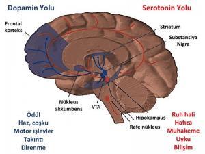 Dopamin Nedir, Nerede Üretilir, Ne İşe Yarar?