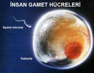 Gamet Nedir?