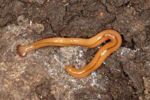 Çekiç Başlı Solucan (Bipalium) Gerçekleri