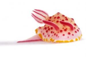 Nudibranch Nedir?