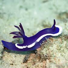 Nudibranch Nedir?