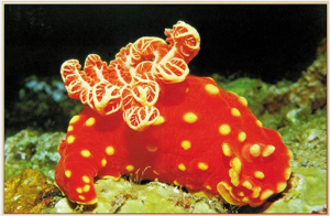Nudibranch Nedir?