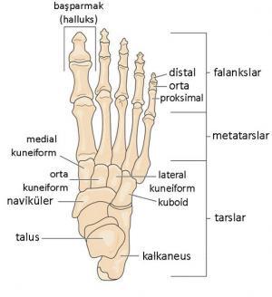 Ayak Kemikleri, Anotomisi ve Hastalıkları