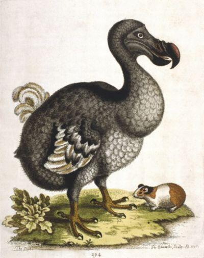 Dodo Kuşlarının Yok Oluş Nedenleri ve Yeniden Üretim Çabaları