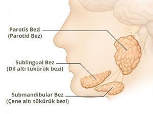 Tükürük Nedir, Bileşimi ve Görevleri Nelerdir?