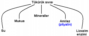 Tükürük Nedir, Bileşimi ve Görevleri Nelerdir?