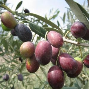 Kalamata ya da Yunan Zeytini Nedir?