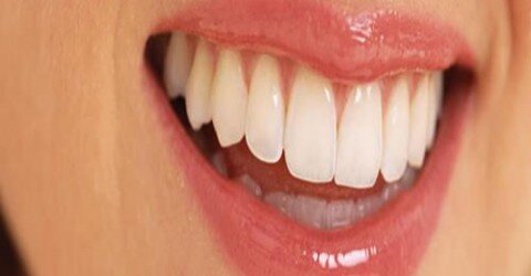 Diş Türleri, Şekilleri ve İşlevleri
