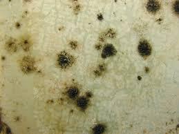 Cladosporium Nedir ve Sağlığa Etkileri Nelerdir?