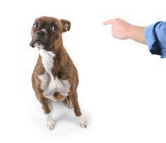 Köpeklerde Bilişsel İşlev Bozukluğu (Demans)