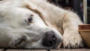 Köpeklerde Bilişsel İşlev Bozukluğu (Demans)