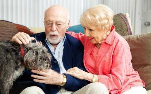 Köpeklerde Bilişsel İşlev Bozukluğu (Demans)