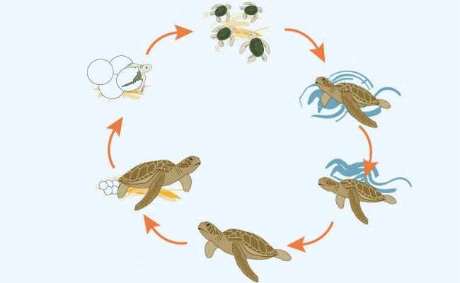 Deniz Kaplumbağalarının Yaşam Döngüsü