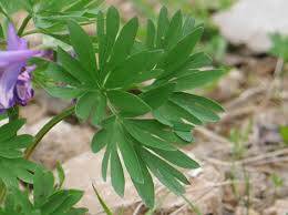 Kazgagası (Corydalis) Bitkisi