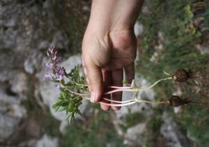 Kazgagası (Corydalis) Bitkisi